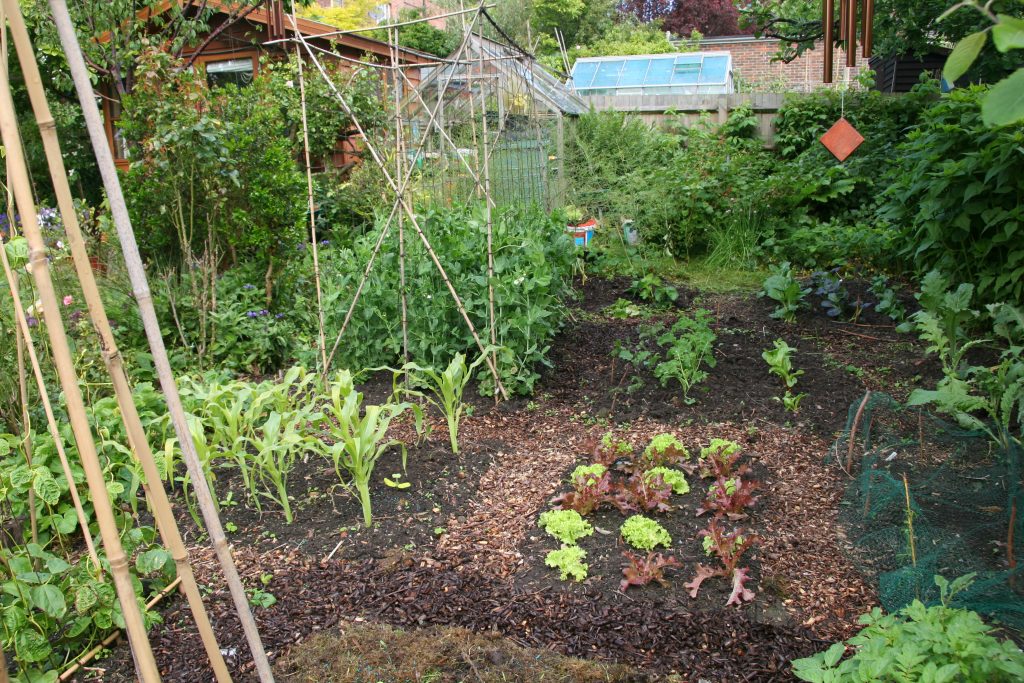 Garden vegetable plot, with lettuce, sweet corn and peas.
