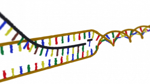 diagram showing a messenger RNA molecule being produced from a DNA strand.