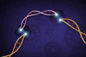 Illustration in pink and brown showing a section of DNA being inserted into a DNA strand