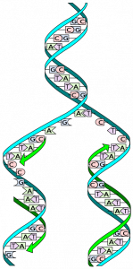 Diagrammatic representation of DNA replication, showing two strands unravelling to produce four.