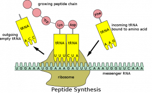 Diagramme showing how t-RNA slots into m-RNA to create peptide chains.