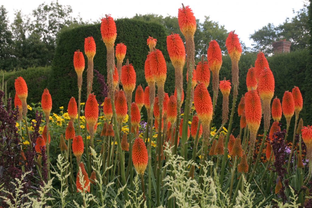 knifophias (red hot pokers) in a mass display
