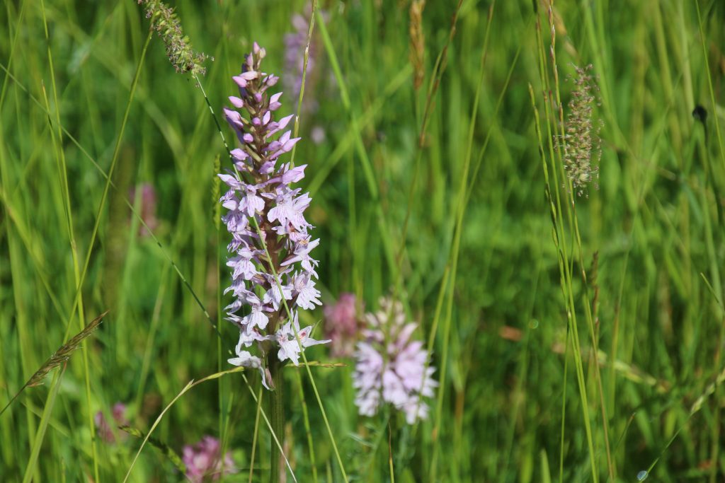 Pyramidal orchid in grass