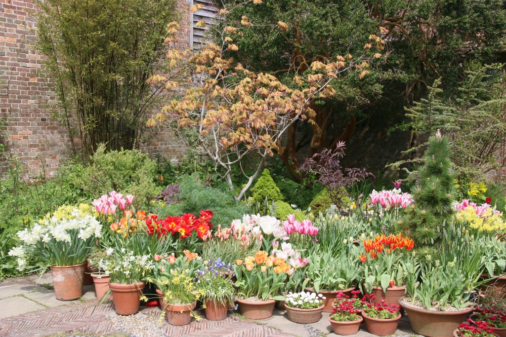 Display of flowering bulbs in pots, grouped on paved terrace