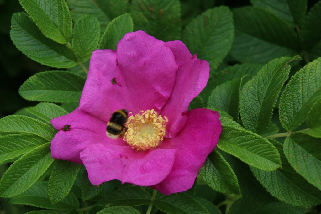 Magenta Rugosa rose flower, with bee.