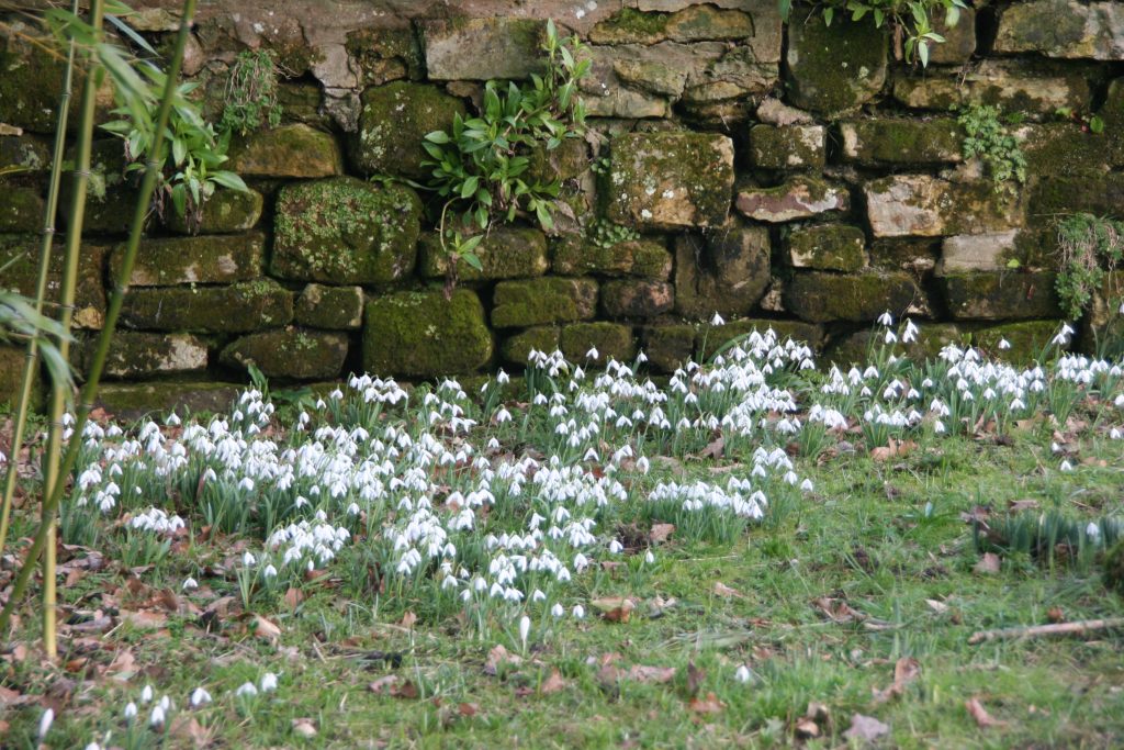 Snowdrops at the foot of an old stone wall